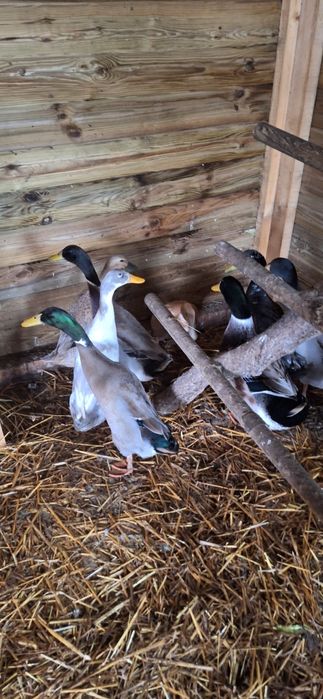 Kaczki biegusy na sprzedaż