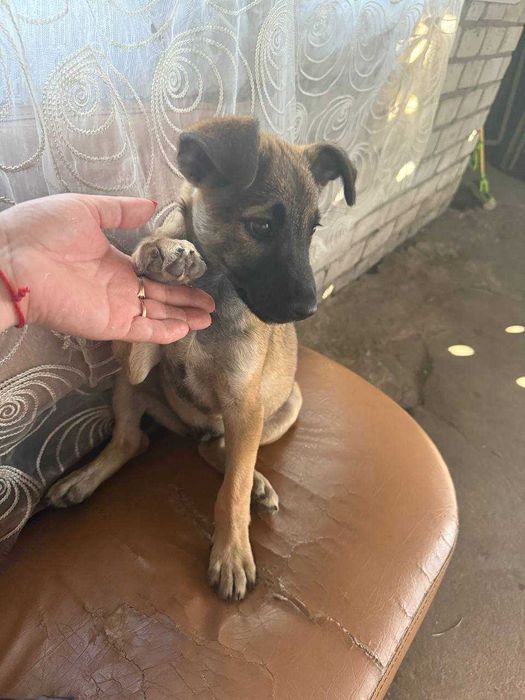 Песик три місяці не великий