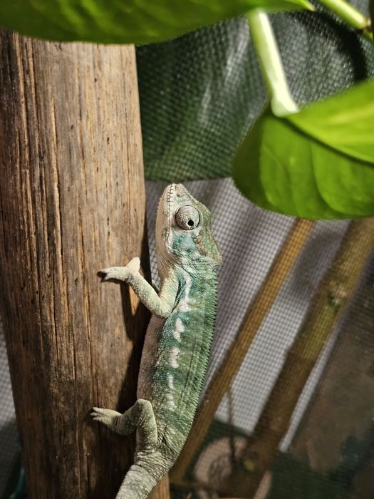 Jaszczurka lamparcia samiec samica