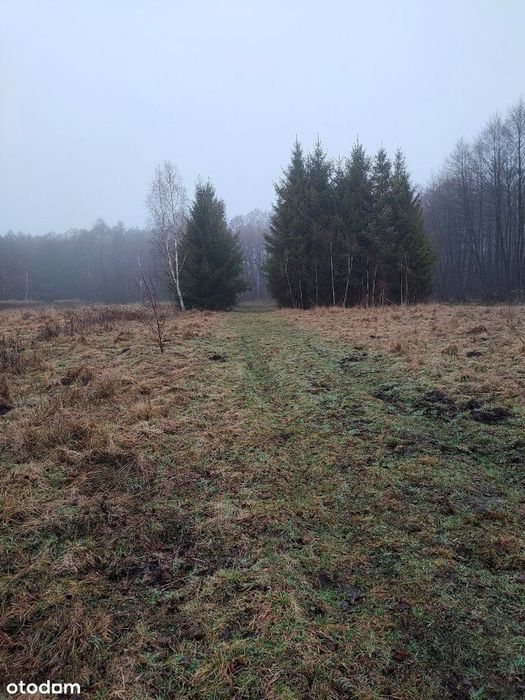 Działka 3000m2, koło lasu, Jeżewo, pow. Płock