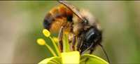Бджоли Осмії. Пчела Осмия кокони трубки