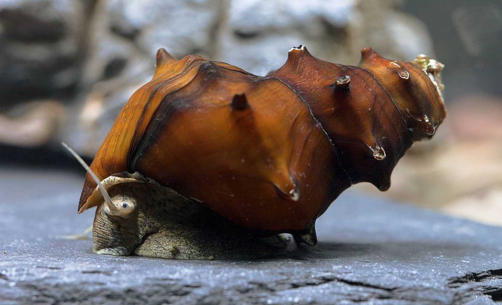 Ślimak kolczasty - Brotia pogodula - dowóz, wysyłka