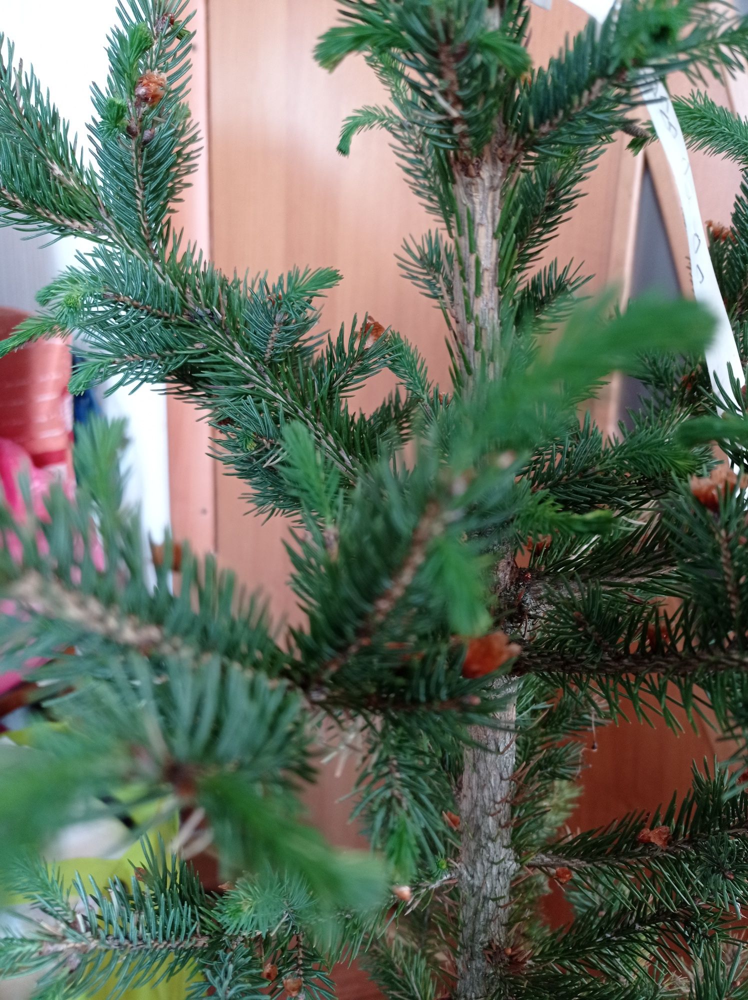 Ялина сиза саджанець Picea glauca