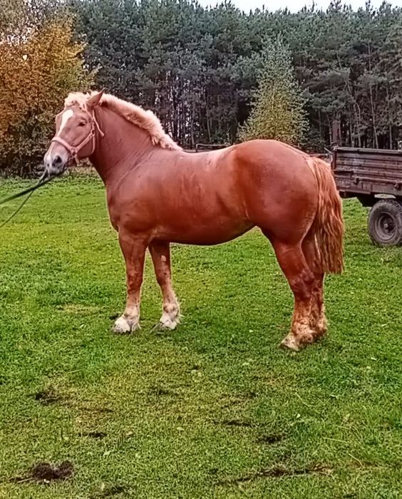 Sprzedam programową 30 miesięczną klacz sztumską