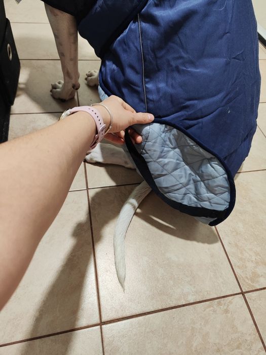 Derka 76cm zimowa dla Doga Cane Corso itp