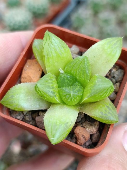 Суккуленты хавортии