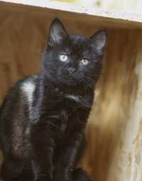 Кошеня Форест 8 міс, миле чорне кошеня, маленький котик
