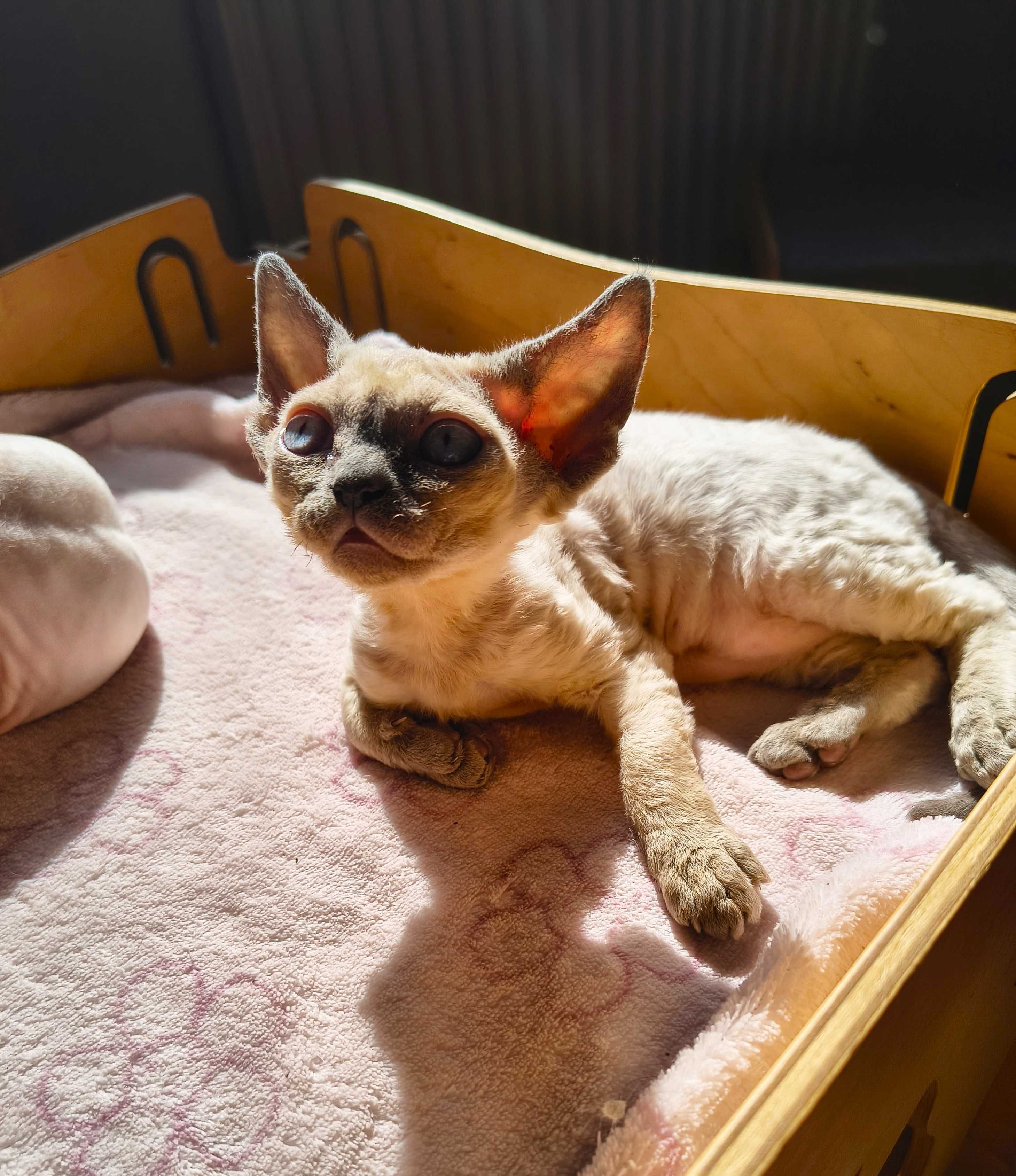 Koteczka Devon Rex ZANDAJA Sali Cat*PL