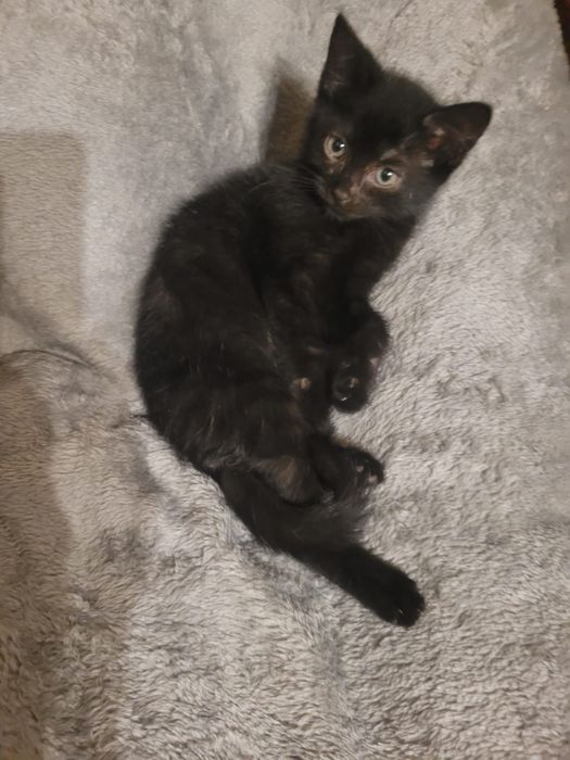 Oddam kotki za darmo