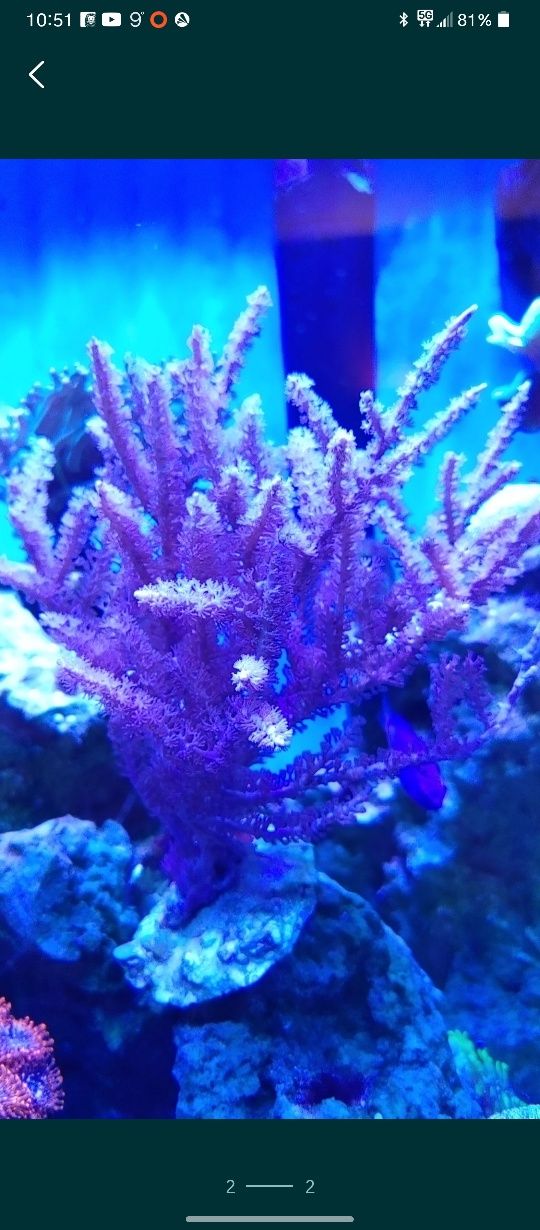 Pseudogorgonia koralowiec