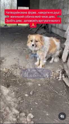 Спасите пожалуйста собаку.