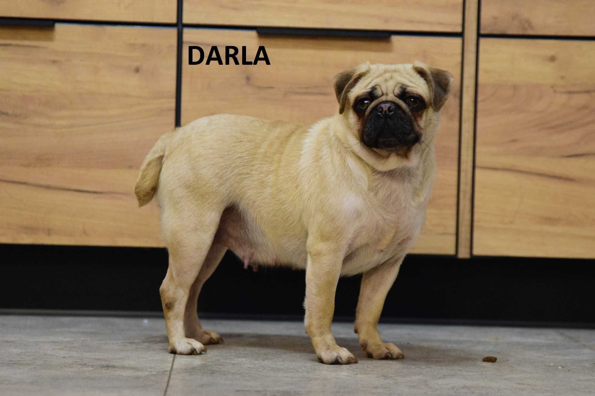 Mops mopsy Szczenię Suczka