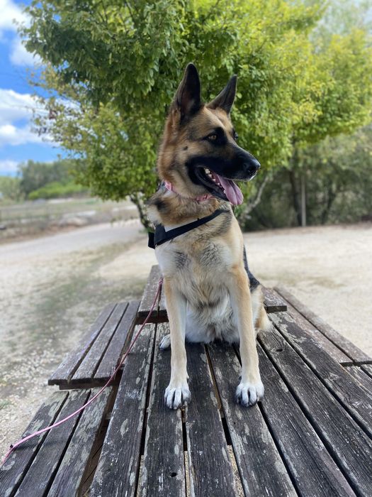 Pastora alemã para adoção