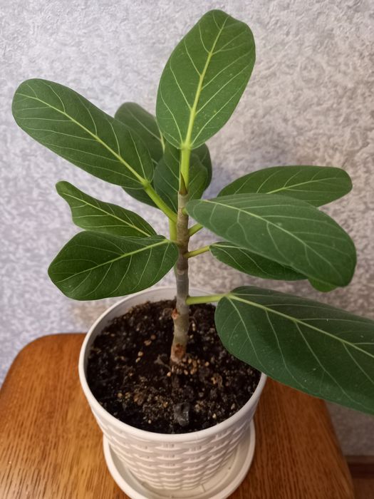 Фикус Андре продам