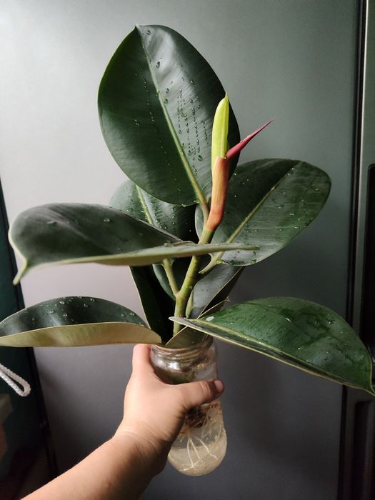 Фікус укорінений