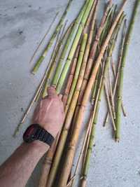 Canas  de  bambú