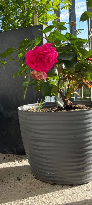 Róża pnąca - Rose Laguna