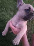 Buldog francuski