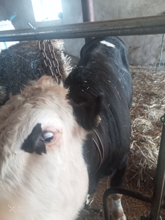 Sprzedam byka odsadka