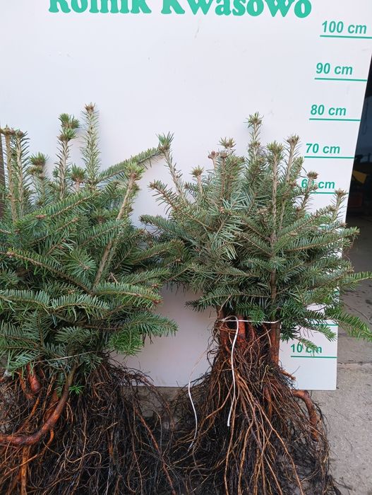 Jodła kaukaska 30 cm 50 cm Wysyłka.
