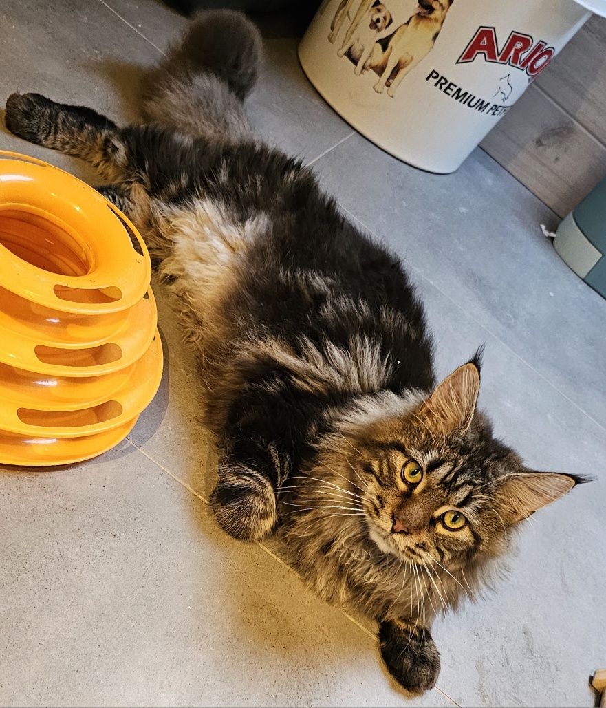 Maine Coon reproduktor FPL