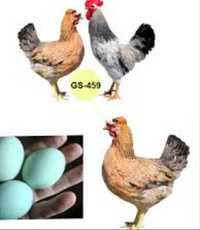 Чубатий Домінант GS459 яйце інкубаційне