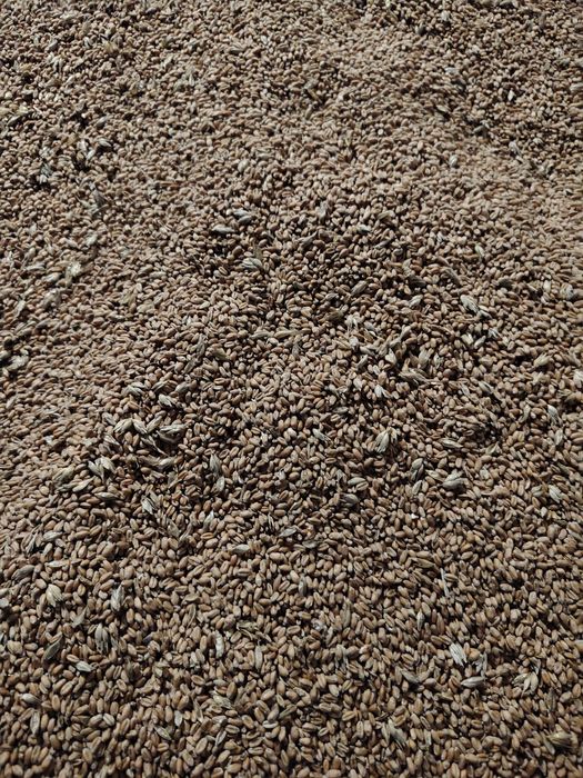 Sprzedam pszenica ozima