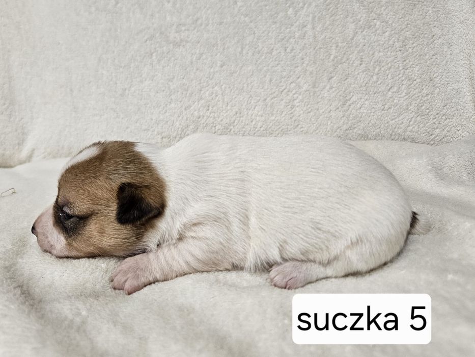 Suczka Jack Russell Terrier