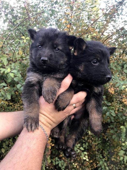 Продам цуценят Німецької вівчарки