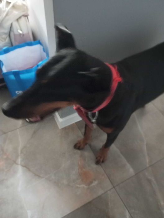 Oddam za darmo suczkę rasy dobermann