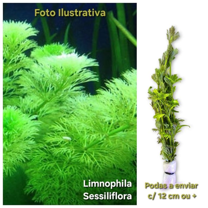 Pack 30x | 8 Espécies de Plantas Aquário | LOW TECH | FÁCIL MANUTENÇÃO