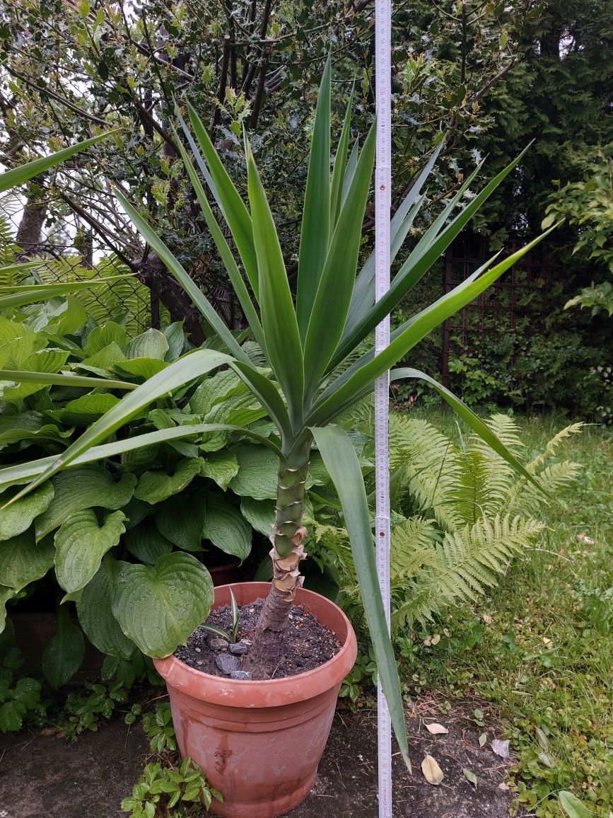 Juka, yuki 1m i 90cm