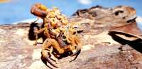 Скорпіони Tityus serrulatus скорпион