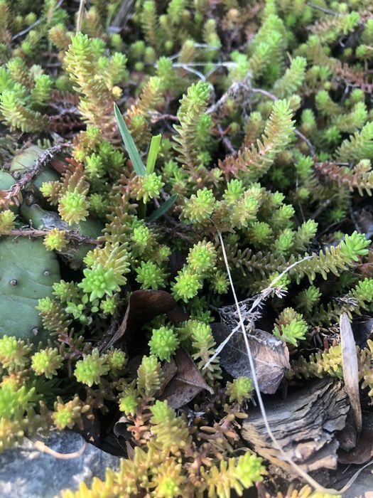 Сукуленти , Медуниця цукрова (кущик)