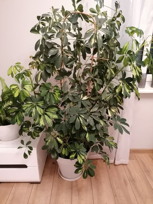 Duży kwiat. Szeflera