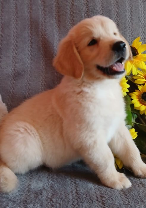 Golden Retriever szczenię z rodowodem