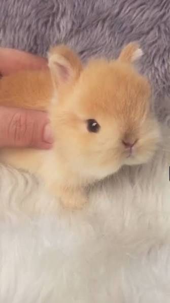 Coelhos anoes mini, mini lion, mini holandes etc.