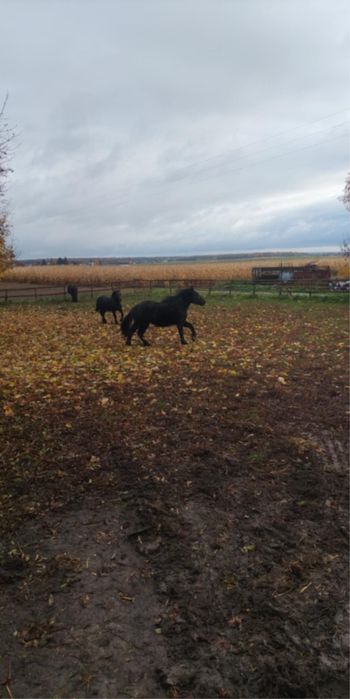 Źrobka 1,5  roku Kara