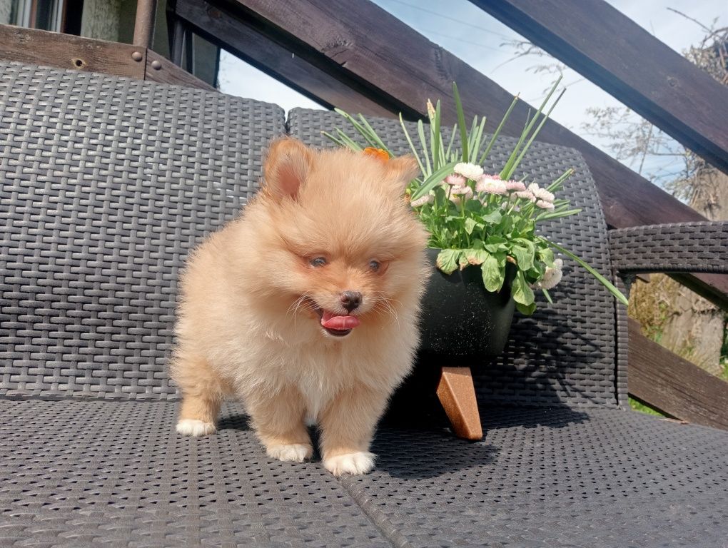 Piękny piesek szpic miniaturowy pomeranian już do odbioru