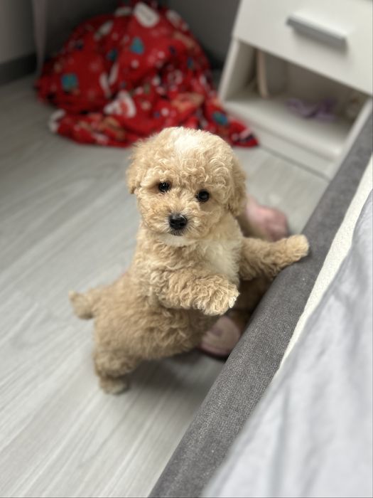 Милейший мальчик мальтипу ф1 беби фейс в Киеве