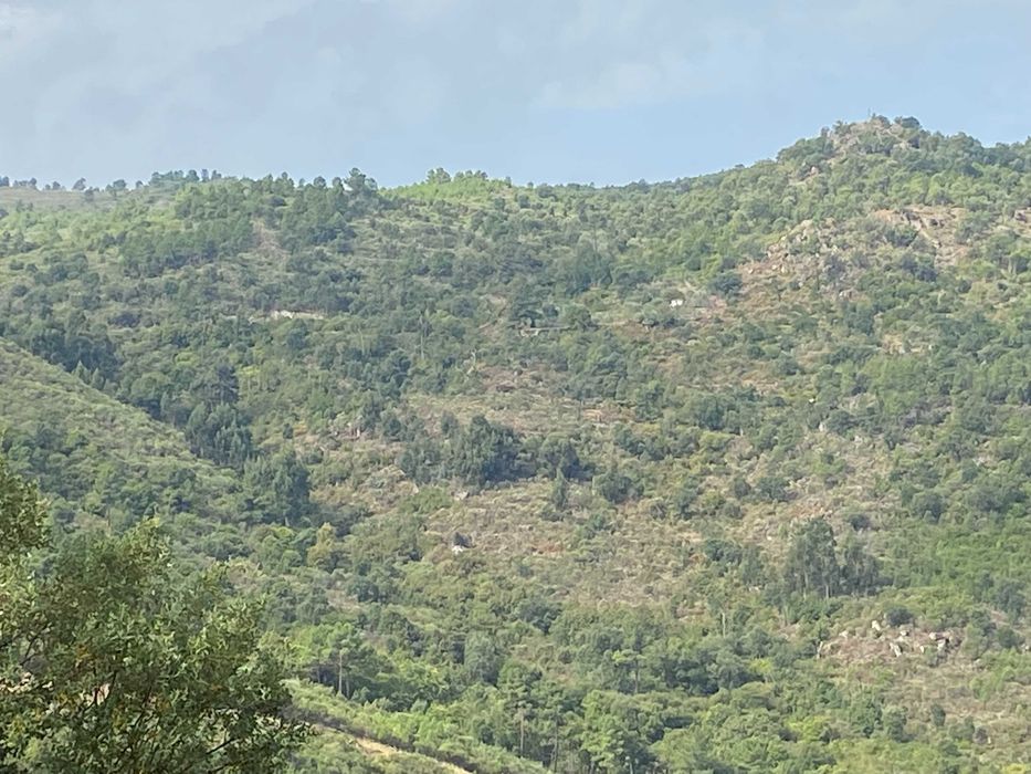 Terreno com Pinhal, Mato e Pastagem com muita água 13,7 ha (137.000 m)