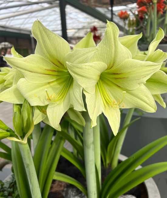 Amarylis, zwartnica, hippeastrum zielona Green Valley cebulka za 29 zł