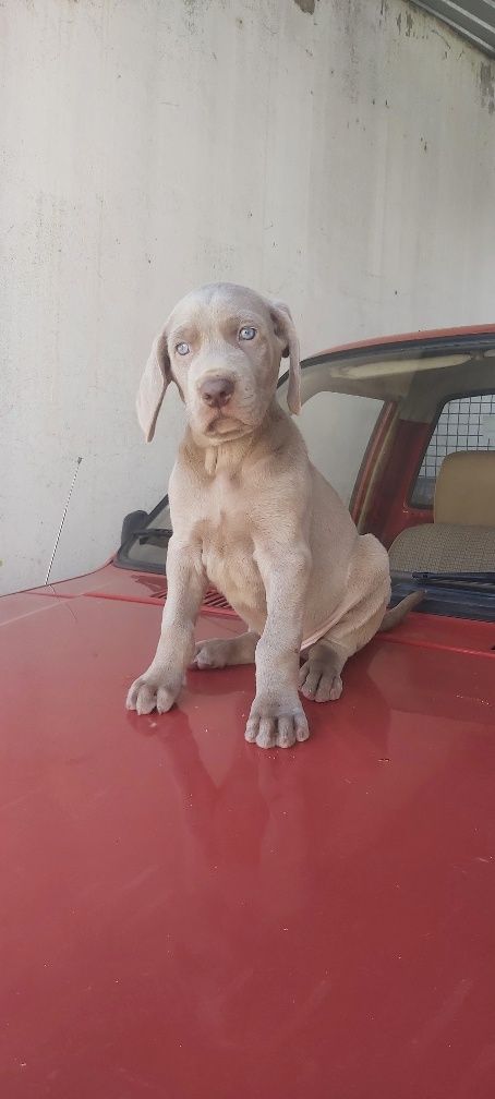 Weimaraner com lop