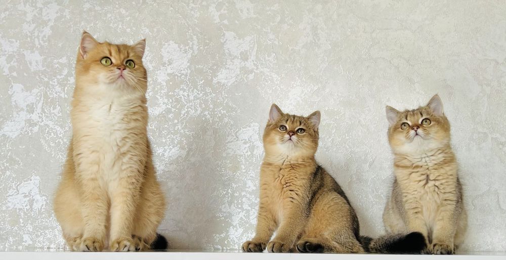 Британська золота шиншилла