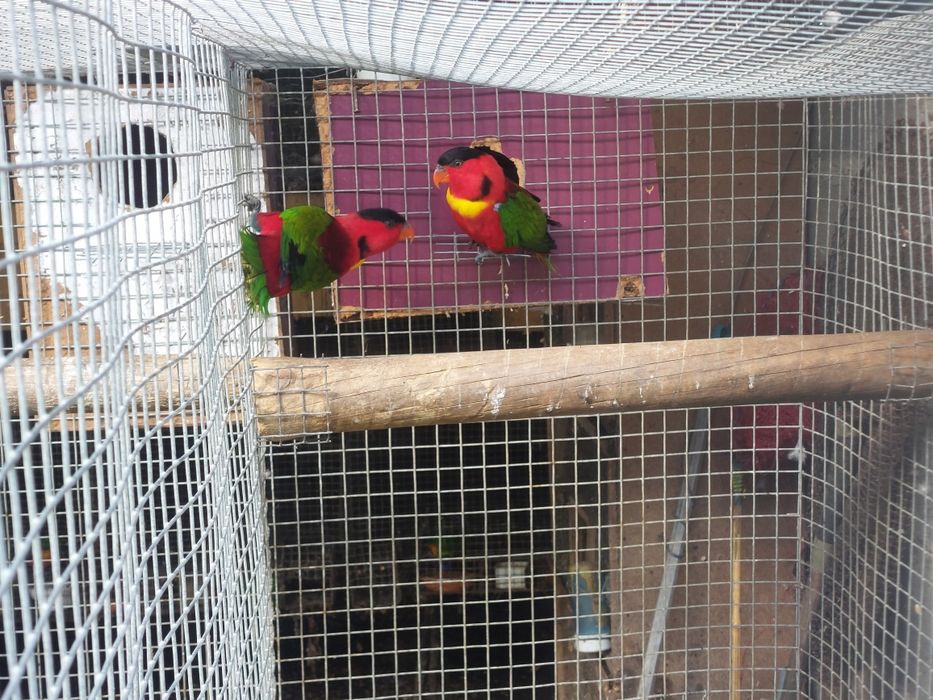 Tenho para cedências varios casais roselas e pyrrhuras loris