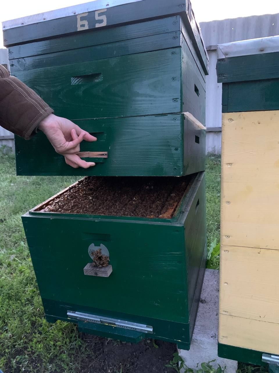 Продам бджіл італійка кардован з вуликами