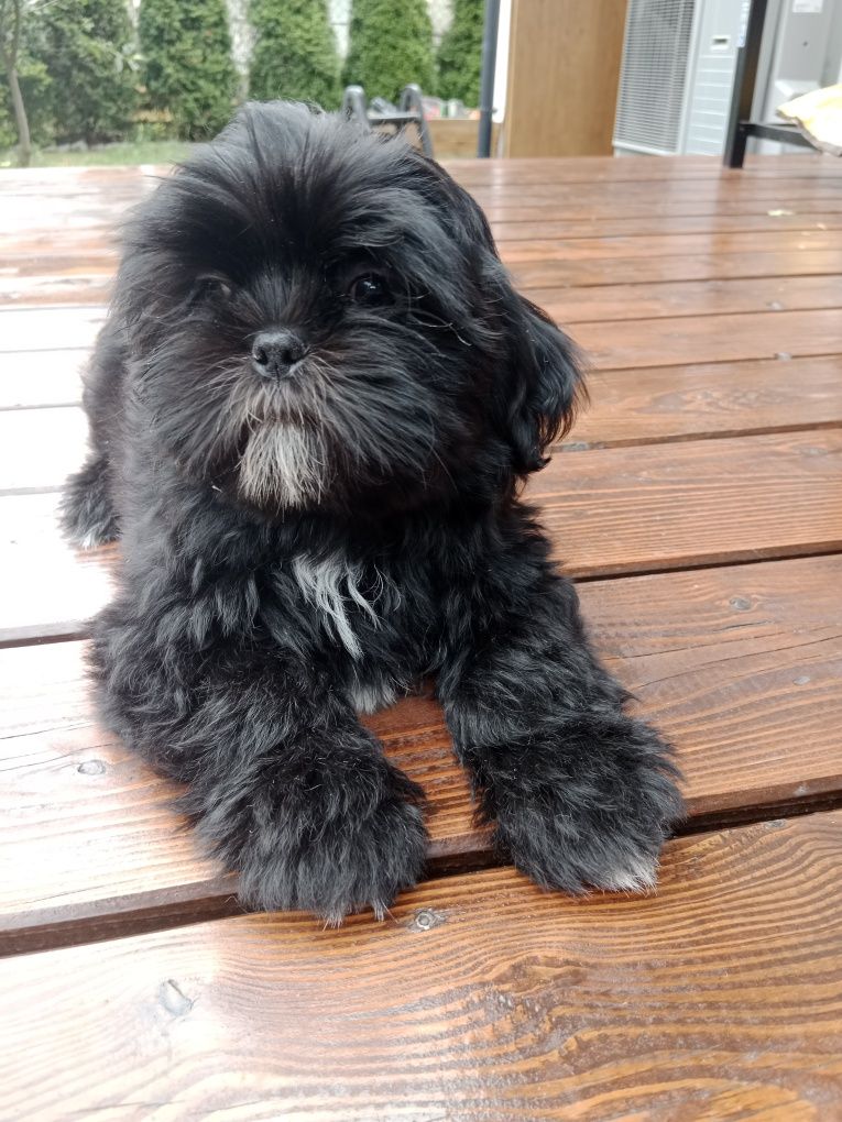Śliczny piesek Shih Tzu
