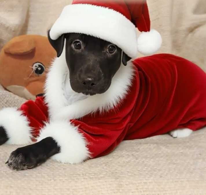 G O N Z O szuka SWOJEGO człowieka!