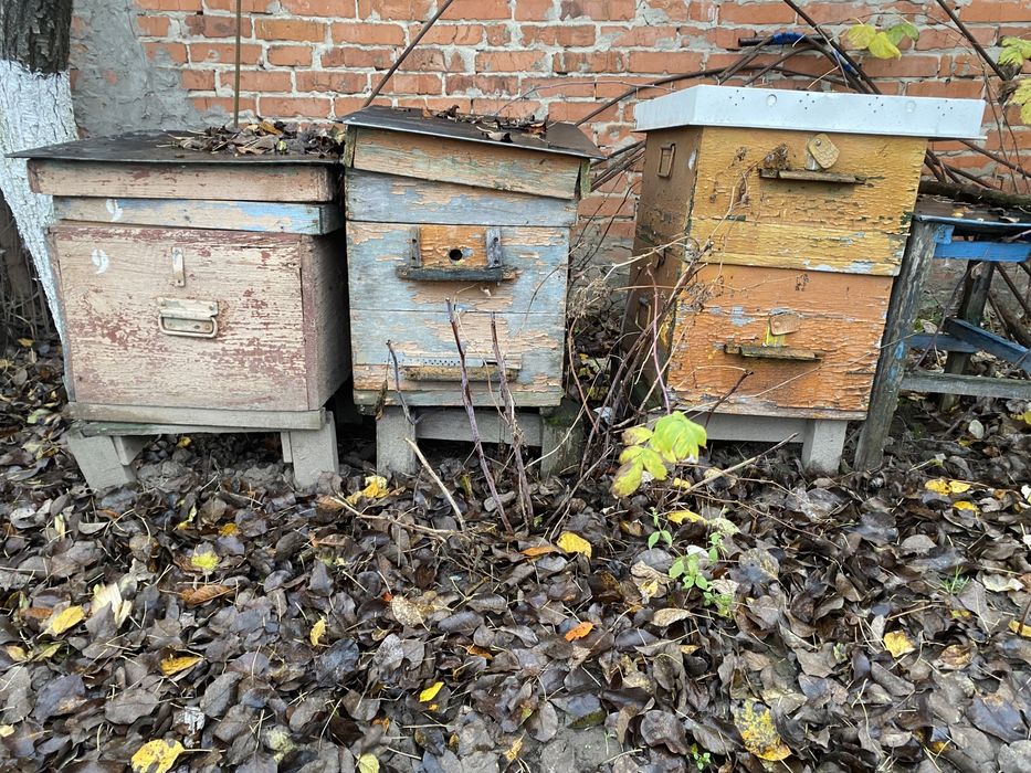 Продам (віддам) вулики