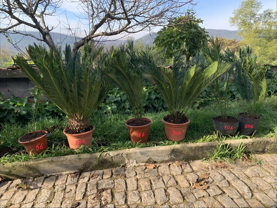 Vendo cyca varios tamanhos